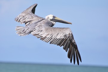 Pelican