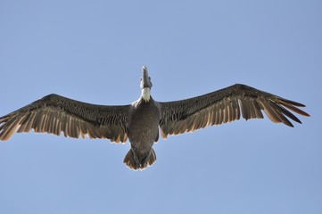 Seevogel