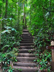 Naklejka premium Serene and peaceful stairway in a forest