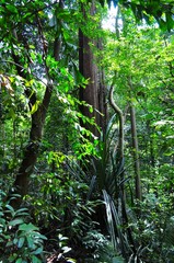 Fototapeta premium Tall trees in the forest