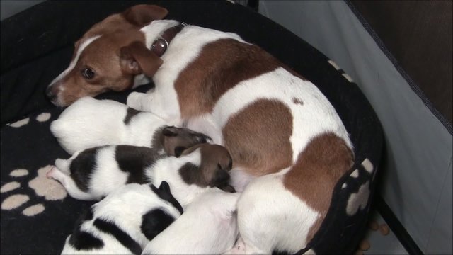 Jack Russel Welpen