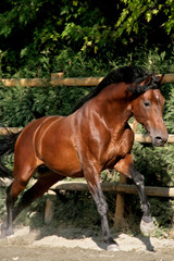 Obraz premium Al galoppo (2)