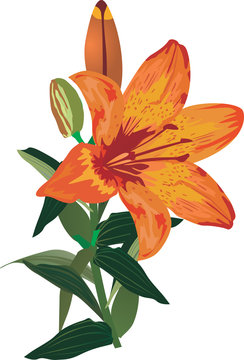 Single Orange Lily Flower On White