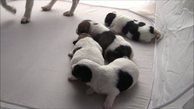 Jack Russel Welpen