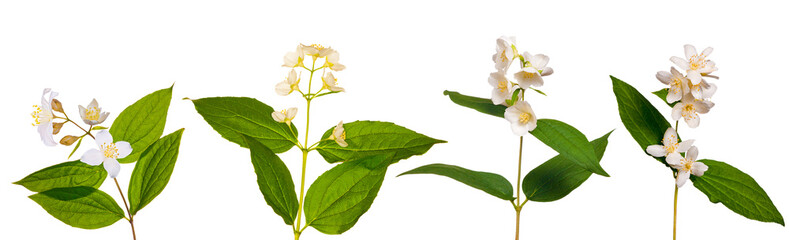 set of jasmin branches with flowers