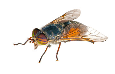 big bright gadfly with striped eyes