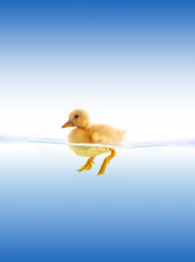 The yellow duckling swimming