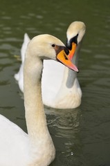 Obraz premium Swan couple in lake