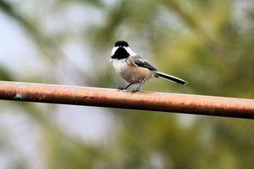 Fototapeta premium Chickadee, Black-Capped BI-128