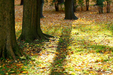 Fototapeta na wymiar autumn park