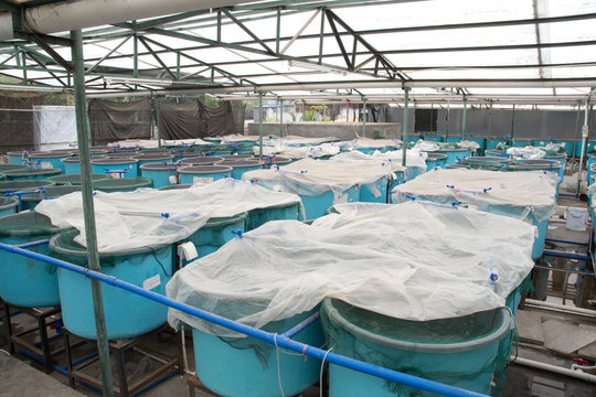 winter aquaculture hothouse