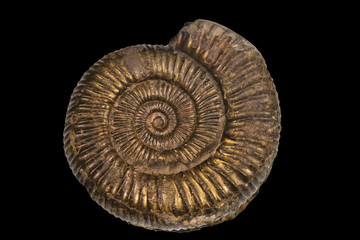 Pyretized Ammonite