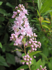 Blooming Japanese spirea (Spiraea japonica)