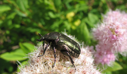 May beetles (Melolontha) on flowering spiraea Japanese