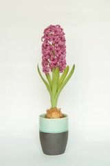 Artificial hyacinth clay flower