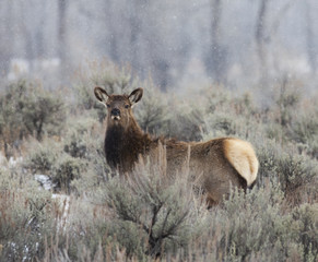 elk in snow