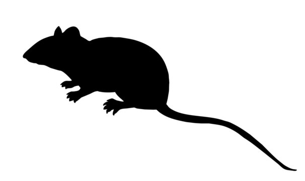 silhouette mouse on white background
