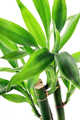 The bamboo plant