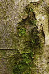 Baumrinde