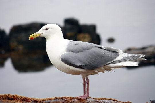 seagull standing