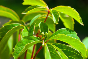 foliage of virginia creeper