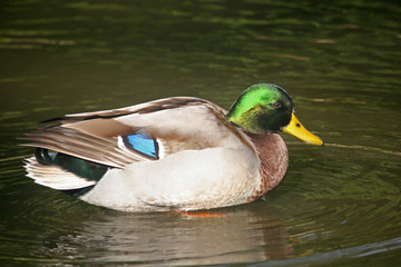 mallard duck