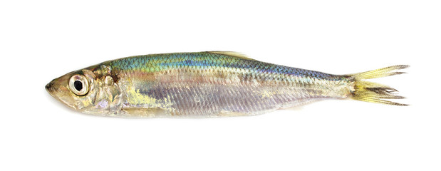 One Baltic herring.