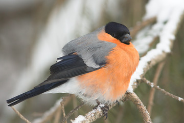 a male of bullfinch  (Pyrrhula pyrrhula)