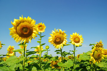 sunflowers