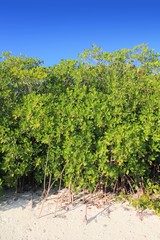 Fototapeta na wymiar Mangrove drzewa w białym Morze Karaibskie