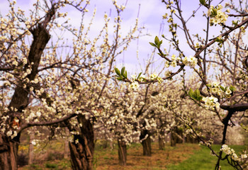 Fototapeta na wymiar Orchard in spring time