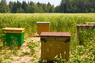Apiary in the field