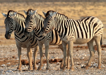 Fototapeta na wymiar Zebra z Etosha