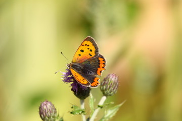 argus butterfly on a flower..