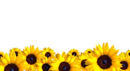 Papier Peint photo Tournesol tournesols