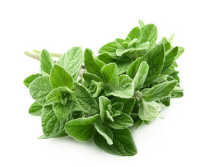Oregano closeup