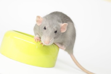 Laborratte Laborratte