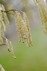 Lamberthasel im Frühjahr Corylus maxima