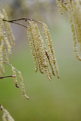 Lamberthasel im Frühjahr Corylus maxima