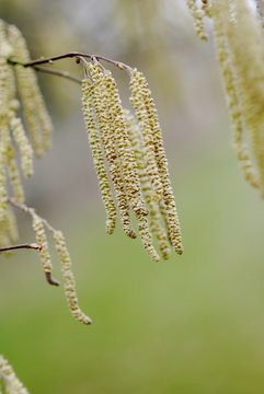 Lamberthasel im Fr&uuml;hjahr Corylus maxima