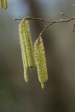 Lamberthasel im Fr&uuml;hjahr Corylus maxima