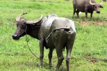 Obraz premium Carabao (Bubalus bubalis carabanesis)