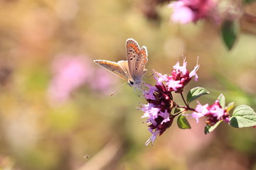 argus butterfly on a flower..