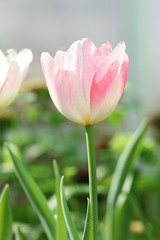 Obraz premium Single Pink Tulip