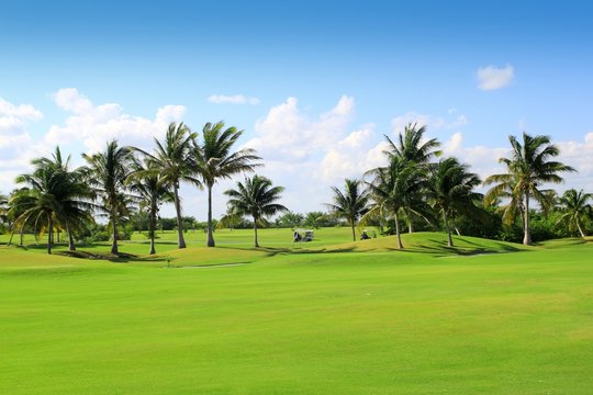 golf course tropical palm trees  Mexico