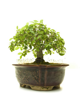 Bonsai Tree in a Ceramic Pot isolated on a white background