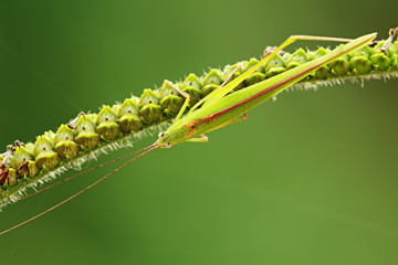 Grasshopper