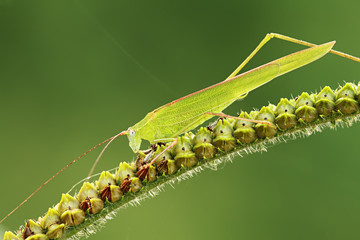 Grasshopper