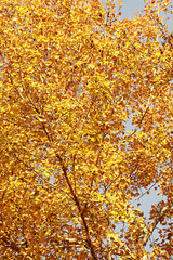 Autumn Tree