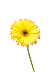 Yellow Daisy Flower